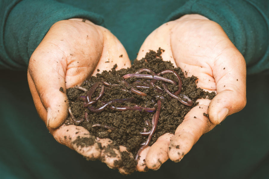 Toolbox Talk: Composting — Turning Waste Into a Climate Solution
